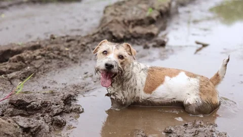 A dirty dog stands in a puddle. Jack Russell plays in the mud in a rut from car  Video stock 310161410