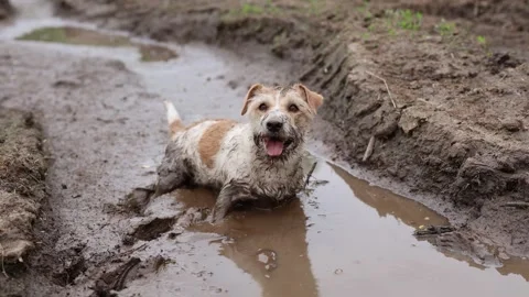 A dirty dog stands in a puddle. Jack Russell plays in the mud in a rut from car  Video stock 310161447