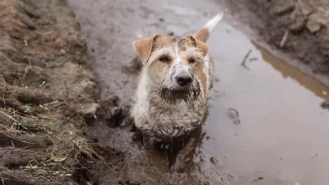 A dirty dog stands in a puddle. Jack Russell plays in the mud in a rut from car  Video stock 310161495