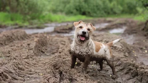 A dirty dog stands in a puddle. Jack Russell plays in the mud in a rut from car  Video stock 310161581