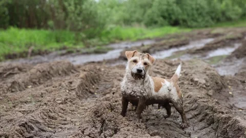 A dirty dog stands in a puddle. Jack Russell plays in the mud in a rut from car  Video stock 310161757