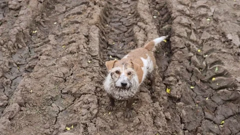 A dirty dog stands in a puddle. Jack Russell plays in the mud in a rut from car  Video stock 310161794