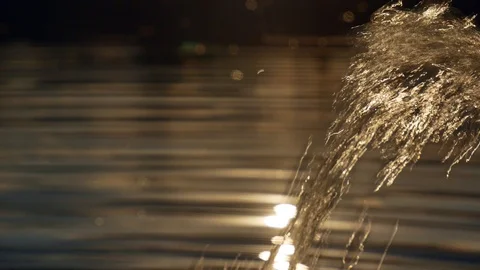 Dirty drain water flows from a pipe into the lake at golden sunset 4k Stock-Footage 116133315