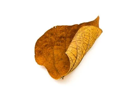 Dirty dry leaf on white background Foto stock