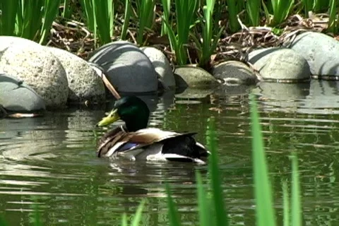 Dirty Duck Stock Footage 137076