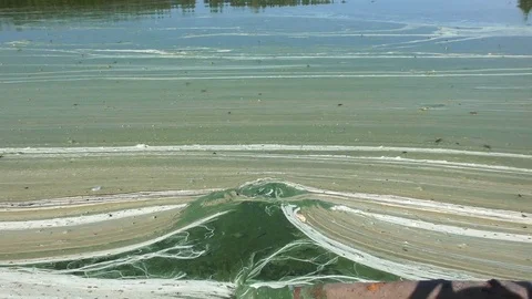 A dirty environment. Pollution on water surface Stock Footage 81031664