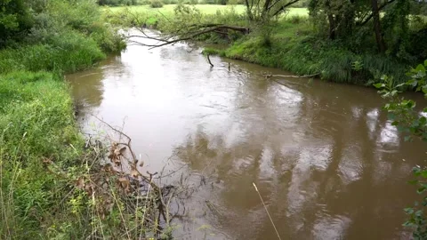 Dirty fast flowing Olt river at early autumn, broken willow tree above the river Stock Footage 315350852