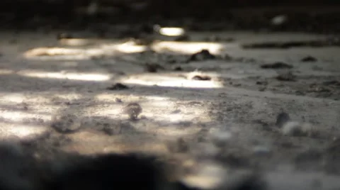 Dirty floor. Soil and leaves. Stock Footage