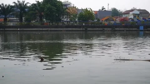 The dirty flow of the Cisadane River with murky colors and debris floating on it Video stock 303390354