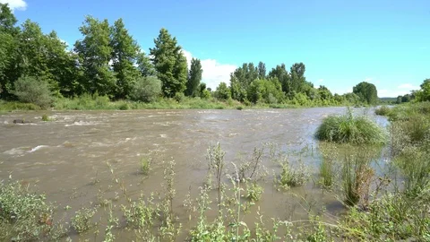 Dirty flowing river in the forest 動画素材 113322035