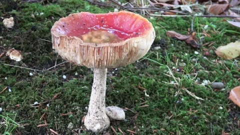 Dirty fly agaric after a rain shower  Stock Footage 168558572