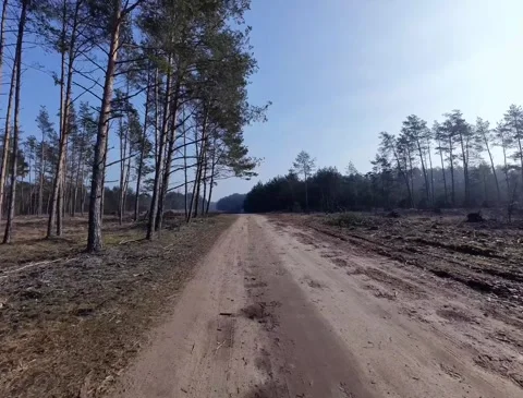 Dirty forest field road 2024 part1 Stock Footage 297633673