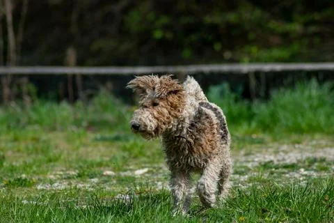 Dirty fox terrier focused on something in the middle of meadow Stock Photos