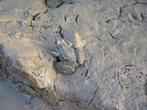 Dirty frog Stock Photos