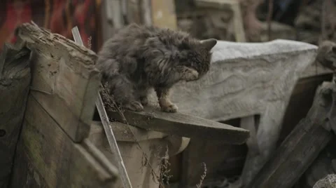 Dirty gray cat sits on the damaged monument and washes itself Stock Footage 67354479