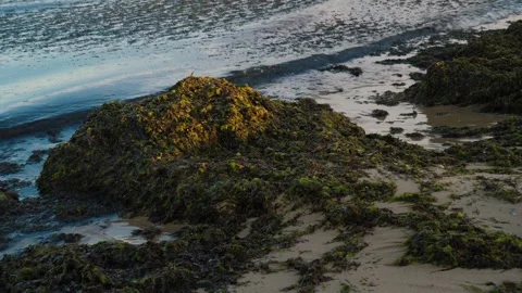 Dirty green algae Stock Footage 303385537