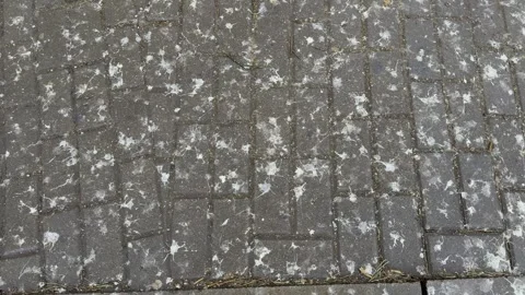 Dirty grey brick sidewalk covered in white bird droppings Vídeo Stock 333593317