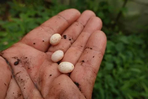 Dirty hand holding three lizard eggs 库存照片