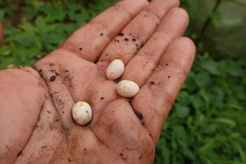 Dirty hand holding tiny lizards eggs in nature Stock Photos