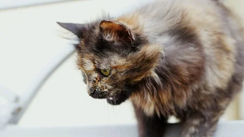 Dirty hungry stray cat asks to eat on the street Stock Footage 107913576