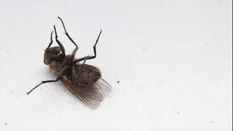 Dirty infectious fly. Stock-Footage 118006367