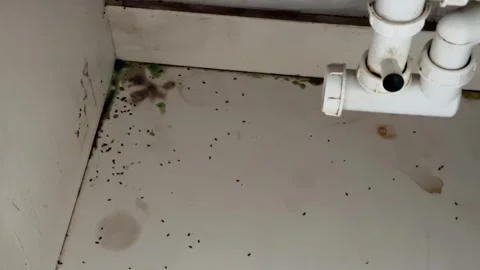 Dirty kitchen sink cabinet siphon background textured grime faucet dishwashing Stock Footage 296271054