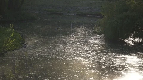 Dirty lake with ducks at sunset Video stock 123260031