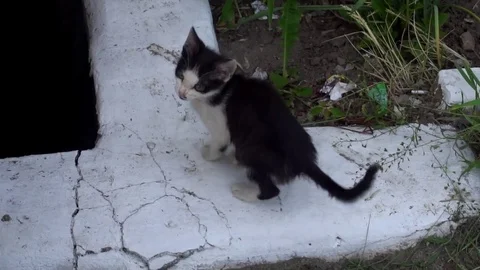 Dirty little kitten meows while sitting on the ground Stock Footage 75964616