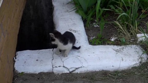 Dirty little kitten meows while sitting on the ground Stock Footage 75964667