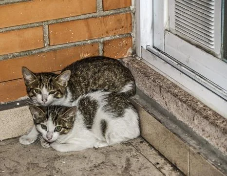 Dirty little kittens Stock Photos