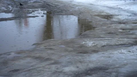 Dirty melted snow with rain falling on it. A crow walks near a puddle Видео 327543192