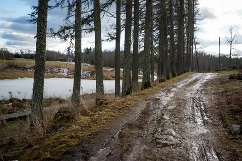 Dirty mud road in winter with water on the surface. sunny day with snow Stock Photos