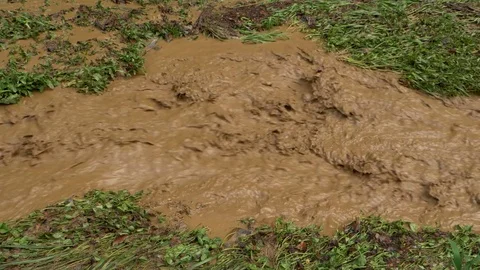 Dirty muddy water streaming in forest after rain Video stock 81196583