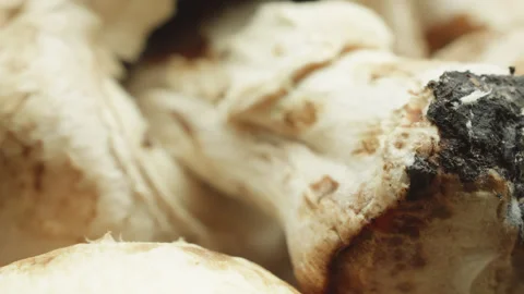 Dirty mushroom macro close up presentation slowly rotating stock footage 库存影片 344702263