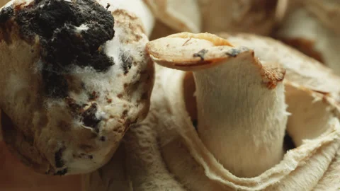 Dirty mushroom macro close up presentation slowly rotating stock footage Stock Footage 344702512