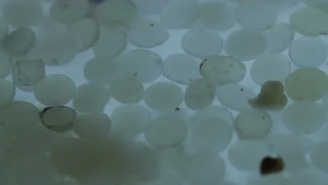 Dirty nurdles (plastic pellets) and macro plastic float on water Stock Footage 157779147