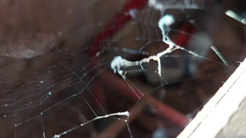 Dirty old spider web Stock Footage 261492389
