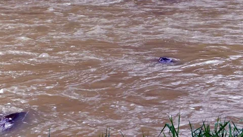 Dirty Olt river in Romania close up Stock Footage 89967859