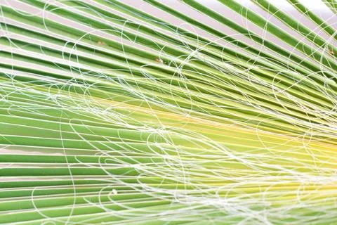 Dirty palm leaf Stock Photos