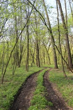 Dirty pathway in forest Stock Photos