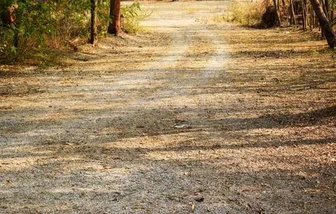 Dirty Pathway In Forest/Dry Tree Leafs on Earth Floor stock photograph image Stock Photos
