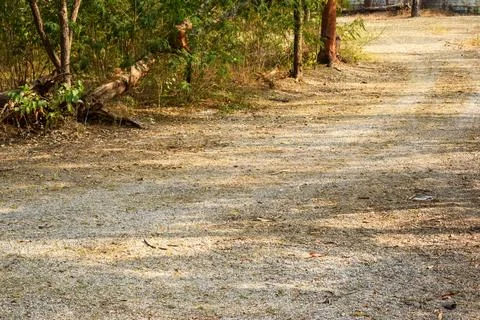 Dirty Pathway In Forest/Dry Tree Leafs on Earth Floor stock photograph image Stock Photos