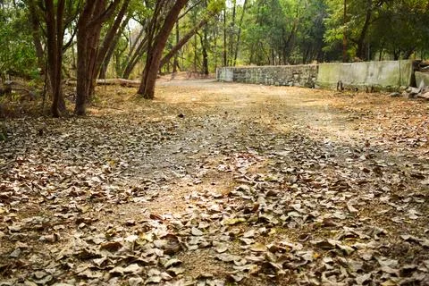 Dirty Pathway In Forest/Dry Tree Leafs on Earth Floor stock photograph image Stock Photos