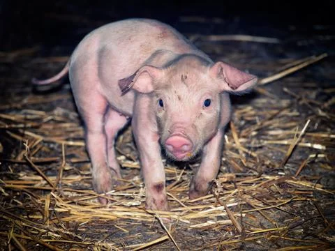 Dirty piglet Stock Photos