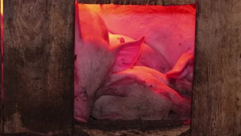 Dirty piglets sleep under the light of a red heating lamp on a farm indoors. Stock Footage 171366101