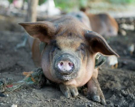 Dirty pigs Stock Photos