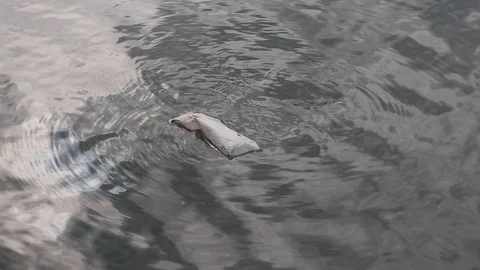 Dirty plastic bag floating in clean water Stock Footage 96996079