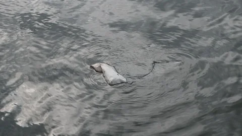 Dirty plastic bag floating in clean water Stock Footage 96996282