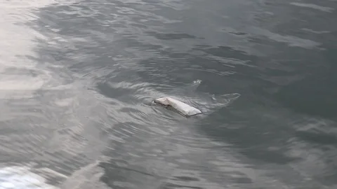 Dirty plastic bag floating in clean water Stock Footage 97008621