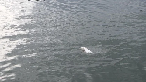 Dirty plastic bag floating in clean water Stock Footage 97009356